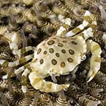 Lissocarcinus orbicularis