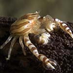 Lissoporcellana quadrilobata