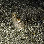 Metapenaeopsis commensalis