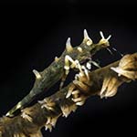 Miropandalus hardingi