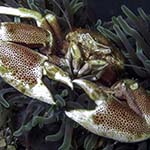 Neopetrolisthes maculatus