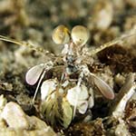 Odontodactylus cultrifer