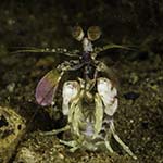 Odontodactylus latirostris