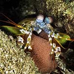 Odontodactylus scyllarus