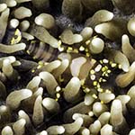 Pliopontonia furtiva