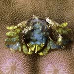 Pseudocryptochirus viridis