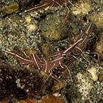 Rhynchocinetes durbanensis