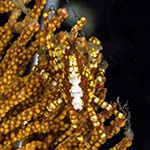 Xenocarcinus depressus