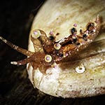Abronica sp. B