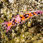 Aegires villosus