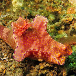 Ceratosoma tenue