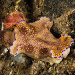 Ceratosoma tenue