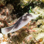 Chelidonura inornata