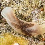 Chelidonura amoena