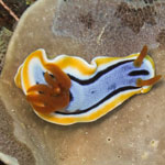 Chromodoris annae