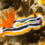 Chromodoris colemani