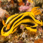 Chromodoris joshi