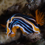 Chromodoris magnifica