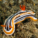 Chromodoris magnifica