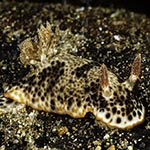 Chromodoris mandapamensis