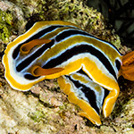 Chromodoris sp. 2