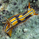 Chromodoris strigata