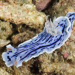 Chromodoris willani