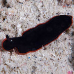 Denrodoris arborescens