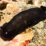 Denrodoris arborescens