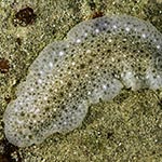 Dendrodoris elongata