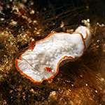 Diaphorodoris mitsui