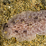 Tayuva lilacina
