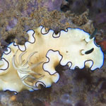 &lsquo;Doriprismatica&rsquo; atromarginata