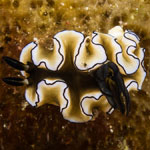 &lsquo;Doriprismatica&rsquo; atromarginata