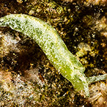 Elysia sp. B