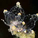 Eubranchus sp. 2