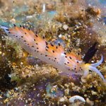 Favorinus tsuruganus