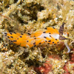 Favorinus tsuruganus