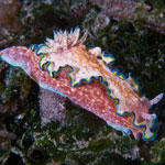 Glossodoris cincta