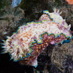Glossodoris cincta