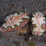 Glossodoris cincta