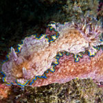 Glossodoris cincta