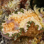 Glossodoris cincta