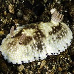 
Goniobranchus sp. C