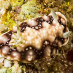 Goniobranchus geometricus