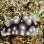Goniobranchus geometricus