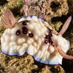 Goniobranchus hintuanensis