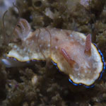 Goniobranchus preciosus 