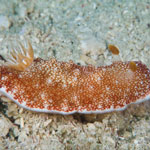 Goniobranchus reticulatus