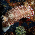 Goniobranchus reticulatus